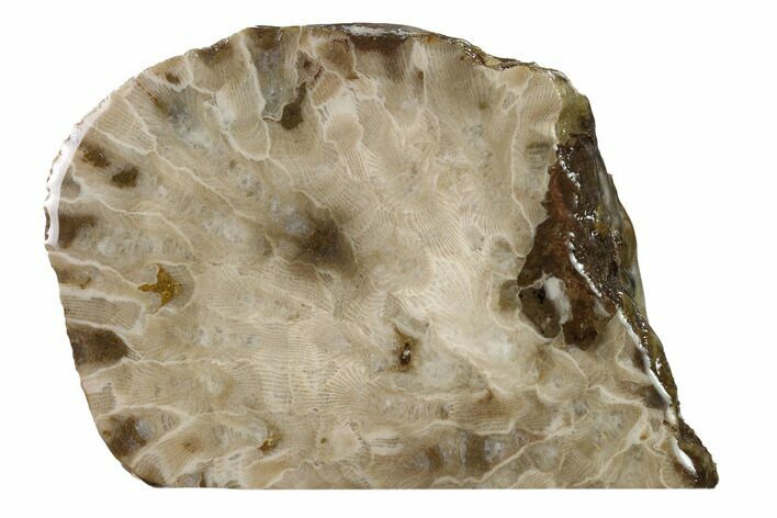 Free-Standing, Petoskey Stone (Fossil Coral) Section - Michigan #160267